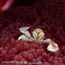 Porcelain Crab, Lembeh Strait by Ali Binthalith 